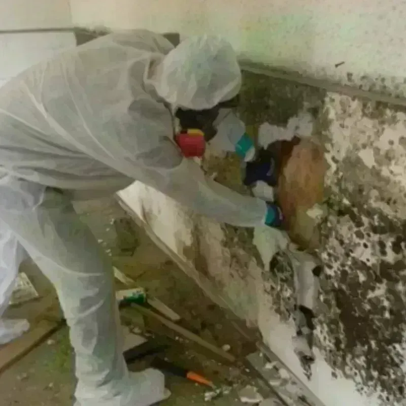 Mold Remediation and Removal in Weston Lakes, TX